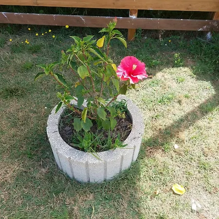 Cantinho Da Rosa *